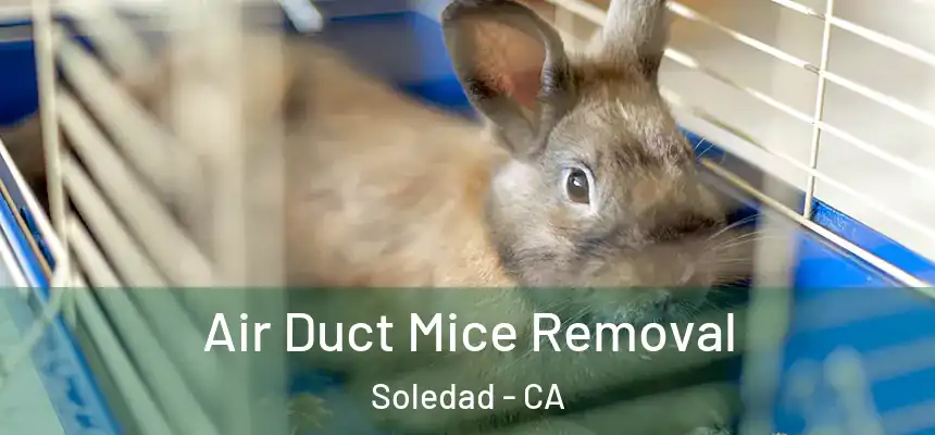 Air Duct Mice Removal Soledad - CA